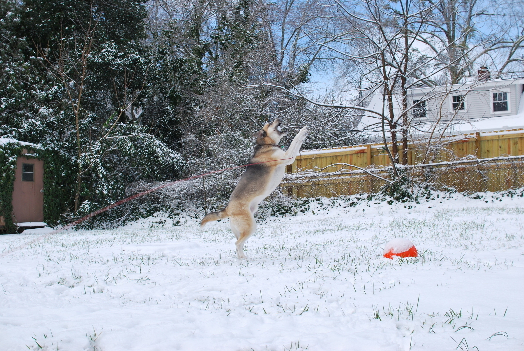 Toby leaping up in the snow